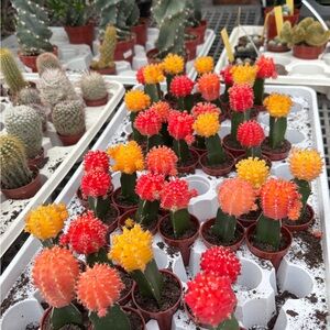 Colorful Grafted Moon Cactus Trio - Red, Orange, Yellow